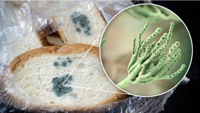 Yanlışlıkla küf yersek ne olur? galerisi resim 2