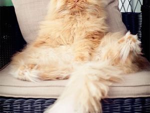 GÜLME KRİZİ GARANTİLİ HAYVAN YÜZ İFADELERİ :)