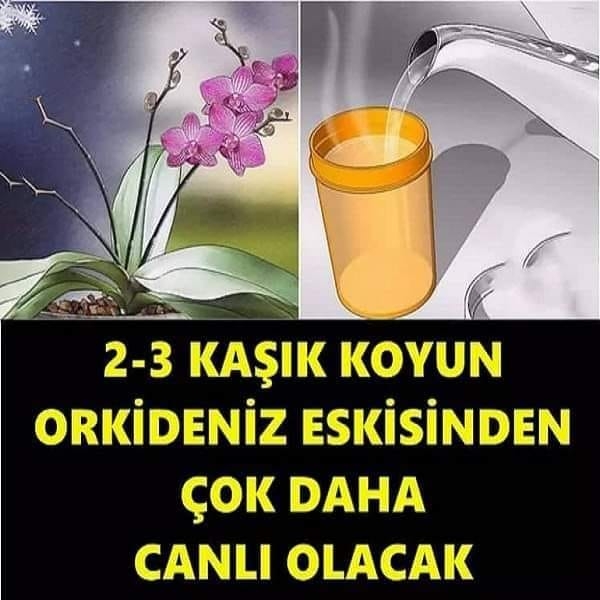 2-3 Kaşık Koyun Orkideniz Eskisinden Daha Canlı Olacak galerisi resim 1