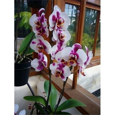 2-3 Kaşık Koyun Orkideniz Eskisinden Daha Canlı Olacak galerisi resim 4