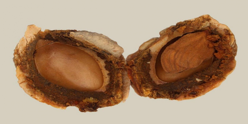 Şeftali Çekirdeği galerisi resim 5