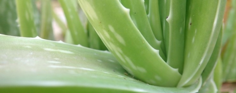 Bunu Eritip Bacağınıza Sürün B'akın Ne Oluyor galerisi resim 13