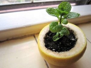 Limon kabuğunu çöpe atmayın..!