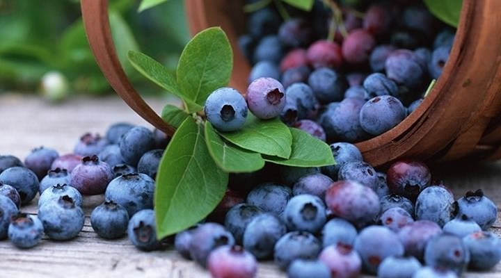 BU YİYECEKLER CİLDİNİZİN YAŞLANMASINI ÖNLÜYOR...! KİM İSTEMEZ Kİ 50 YAŞI galerisi resim 8