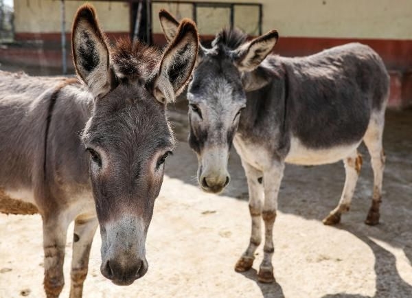 Kilosu 100 Liradan Eşek Sütü Alıp İçen galerisi resim 7