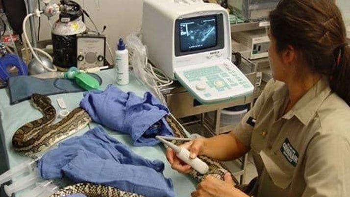 Her Gece Yılanla Uyuyordu galerisi resim 3