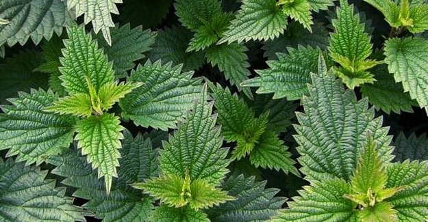 MUHTEŞEM SONUÇ! ONU BALLA KARIŞTIRINCA... RESMEN MUCİZE! galerisi resim 1