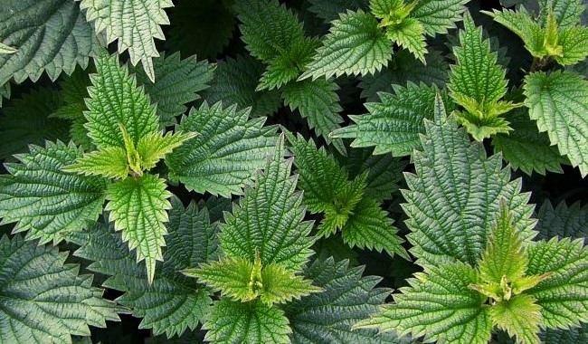 MUHTEŞEM SONUÇ! ONU BALLA KARIŞTIRINCA... RESMEN MUCİZE! galerisi resim 2