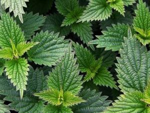 MUHTEŞEM SONUÇ! ONU BALLA KARIŞTIRINCA... RESMEN MUCİZE!