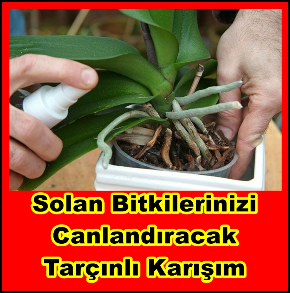 Solan Bitkilerinizi Canlandıracak Tarçınlı Karışım galerisi resim 1