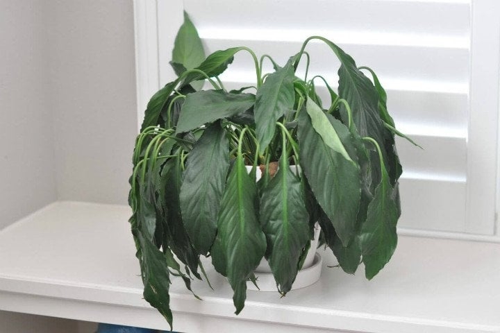 Solan Bitkilerinizi Canlandıracak Tarçınlı Karışım galerisi resim 3