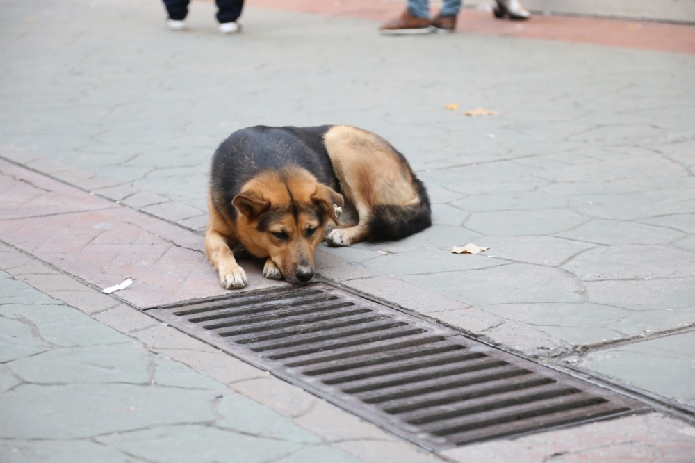 Her Gün Aynı Saatte Geliyor galerisi resim 2