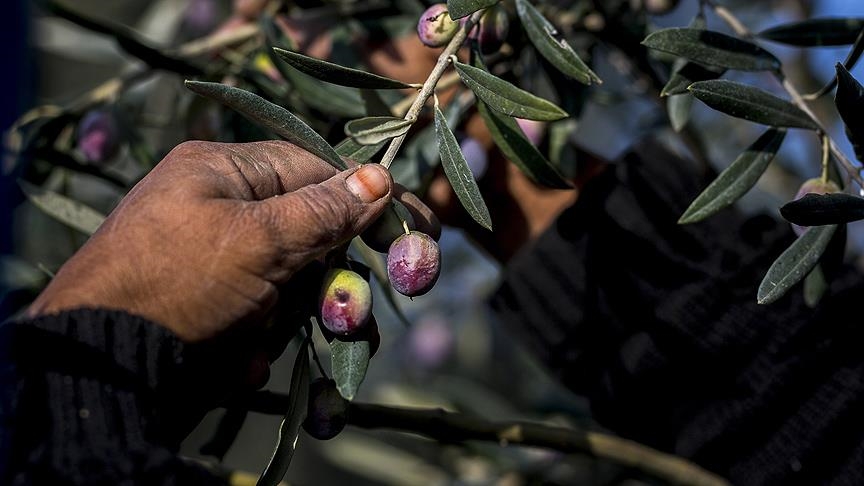Bu formül k'orona v'irüsü bakın nasıl yok ediyor ! galerisi resim 2