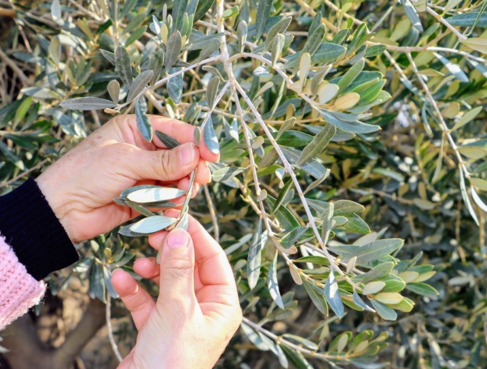 Bu formül k'orona v'irüsü bakın nasıl yok ediyor ! galerisi resim 6