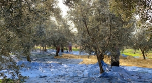 Müjde Geldi galerisi resim 2