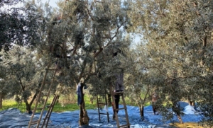 Müjde Geldi galerisi resim 3