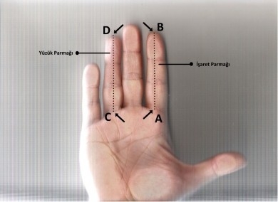 Parmak uzunluğu nelerin göstergesi? galerisi resim 6