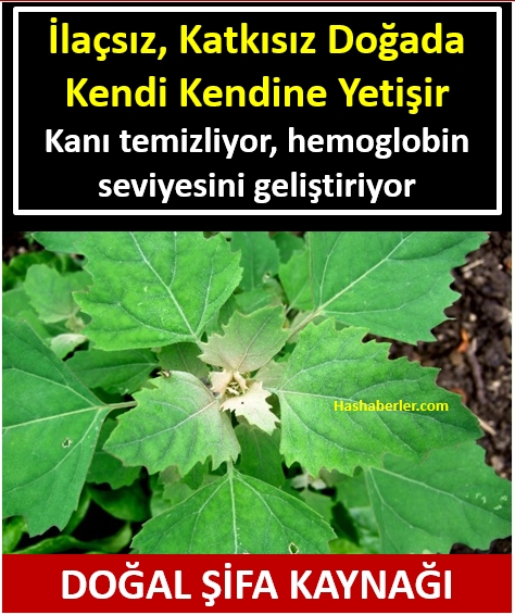 BİTKİ galerisi resim 1