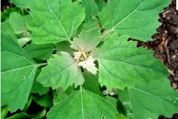 BİTKİ galerisi resim 2