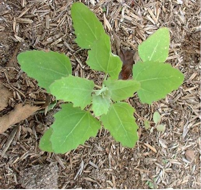 BİTKİ galerisi resim 4