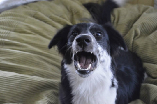 KAMERANIN ÇEKTİĞİ ŞOK GÖRÜNTÜLER galerisi resim 4