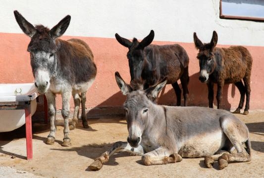 İÇMEYİN galerisi resim 5