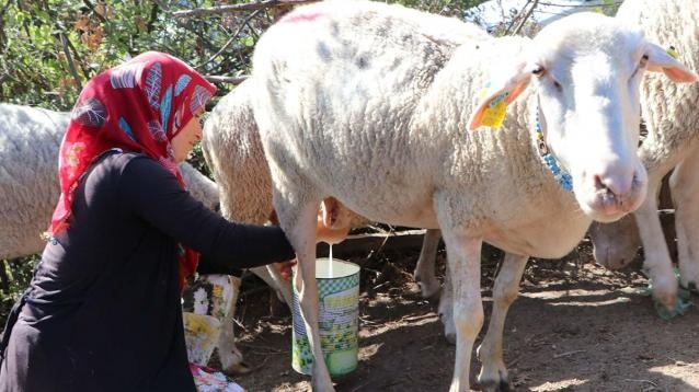 ÇANAKKALE'Lİ AİLENİN İŞLERİ. galerisi resim 3