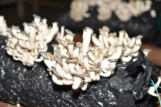 Siparişlere yetişemiyor! Ayda 45 bin lira kazandı galerisi resim 4