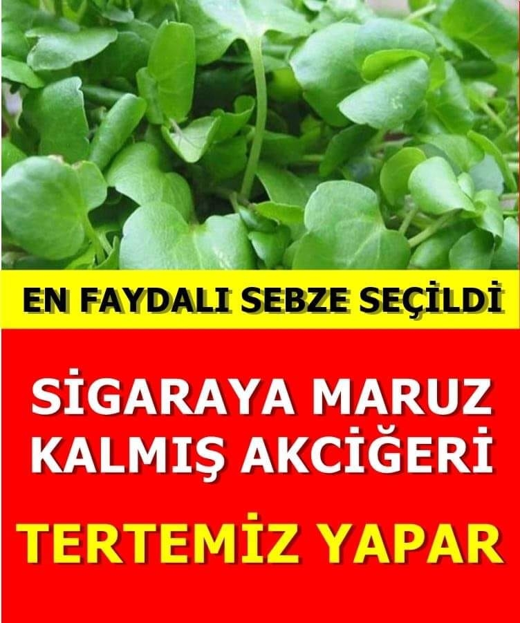 En Faydalı Sebze Seçildi galerisi resim 1