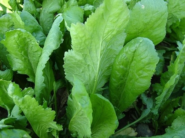 En Faydalı Sebze Seçildi galerisi resim 2