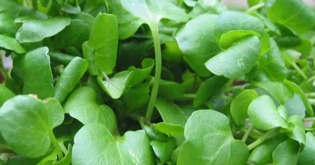 En Faydalı Sebze Seçildi galerisi resim 3