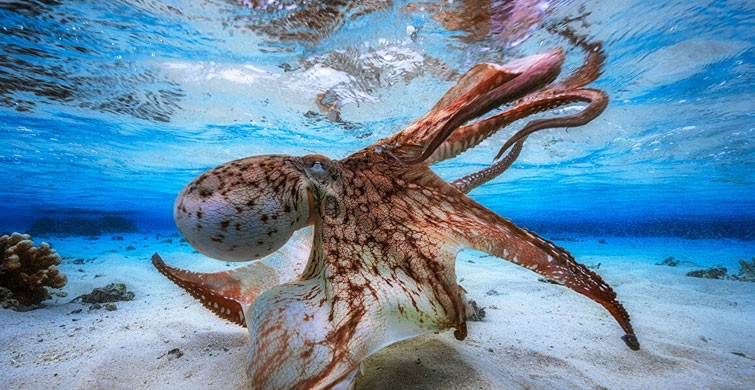 Başına Öyle Bir Şey Geldi ki galerisi resim 4