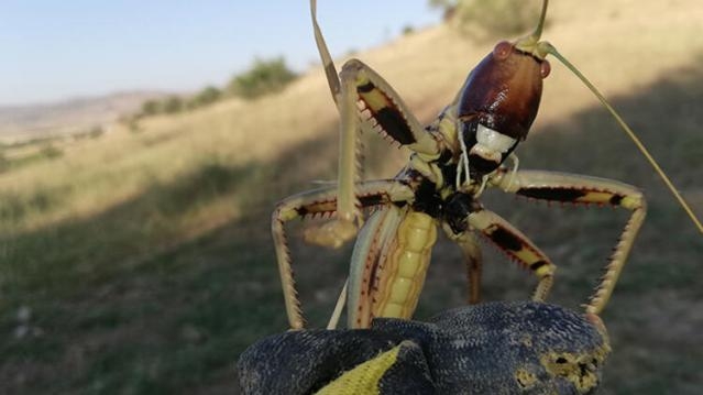 20 santimetre uzunluğunda galerisi resim 2