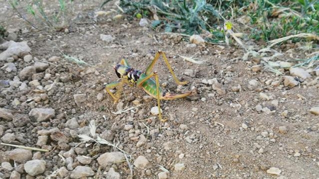 20 santimetre uzunluğunda galerisi resim 3