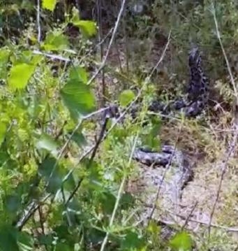 20 santimetre uzunluğunda galerisi resim 4