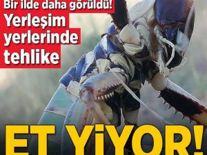 20 santimetre uzunluğunda