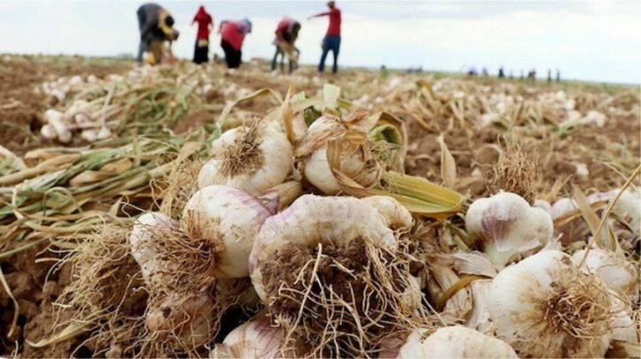 Korona Tedavisinde Kullanmaya Başladı! galerisi resim 2