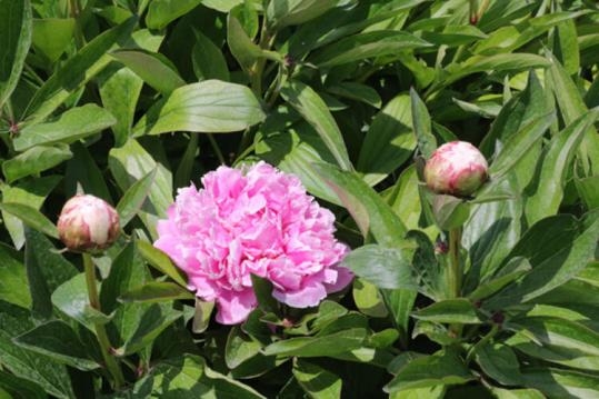 Şimdi sipariş yağıyor. galerisi resim 4