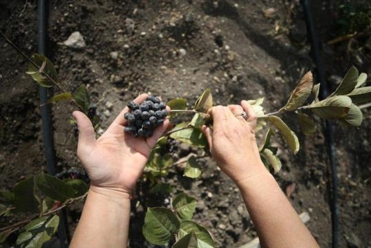 Şimdi yurtdışına ihracata hazırlanıyor galerisi resim 3