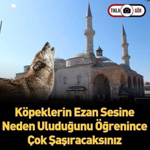 Neden Ulur? galerisi resim 1