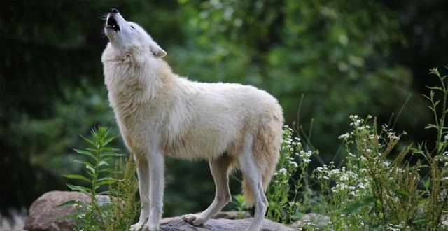 Neden Ulur? galerisi resim 2