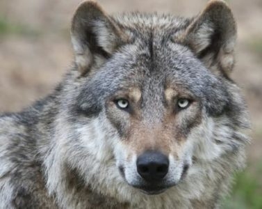 Köylü Adamın Öyküsü galerisi resim 3