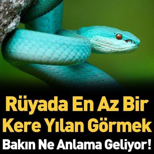 YILAN GÖRMEK galerisi resim 1