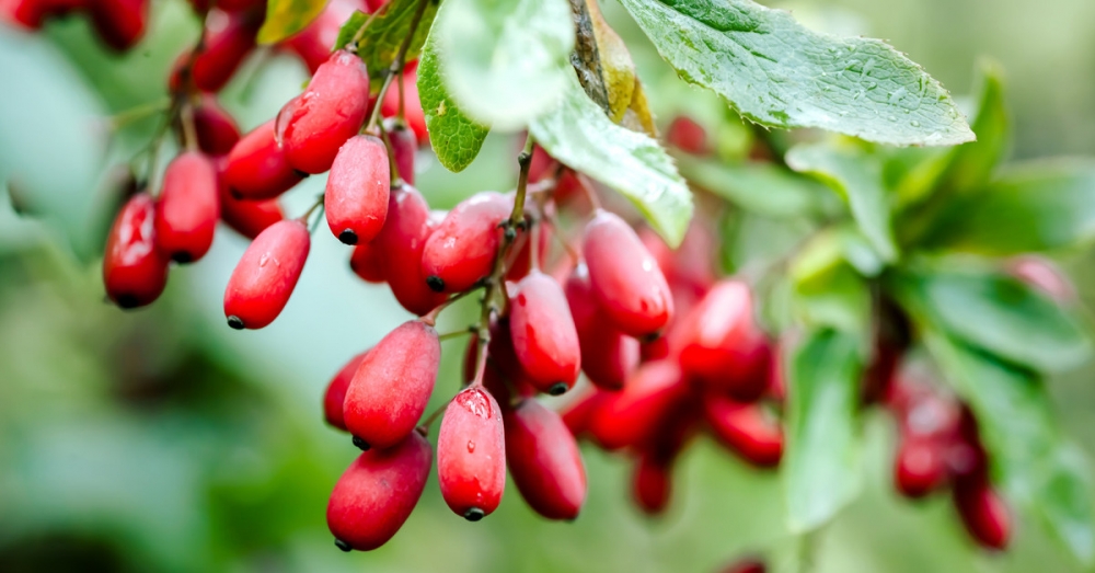 Şeker Hastalığına Ne İyi Gelir? galerisi resim 7