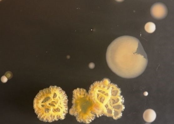 Cep telefonu kullananlar dikkat! galerisi resim 2