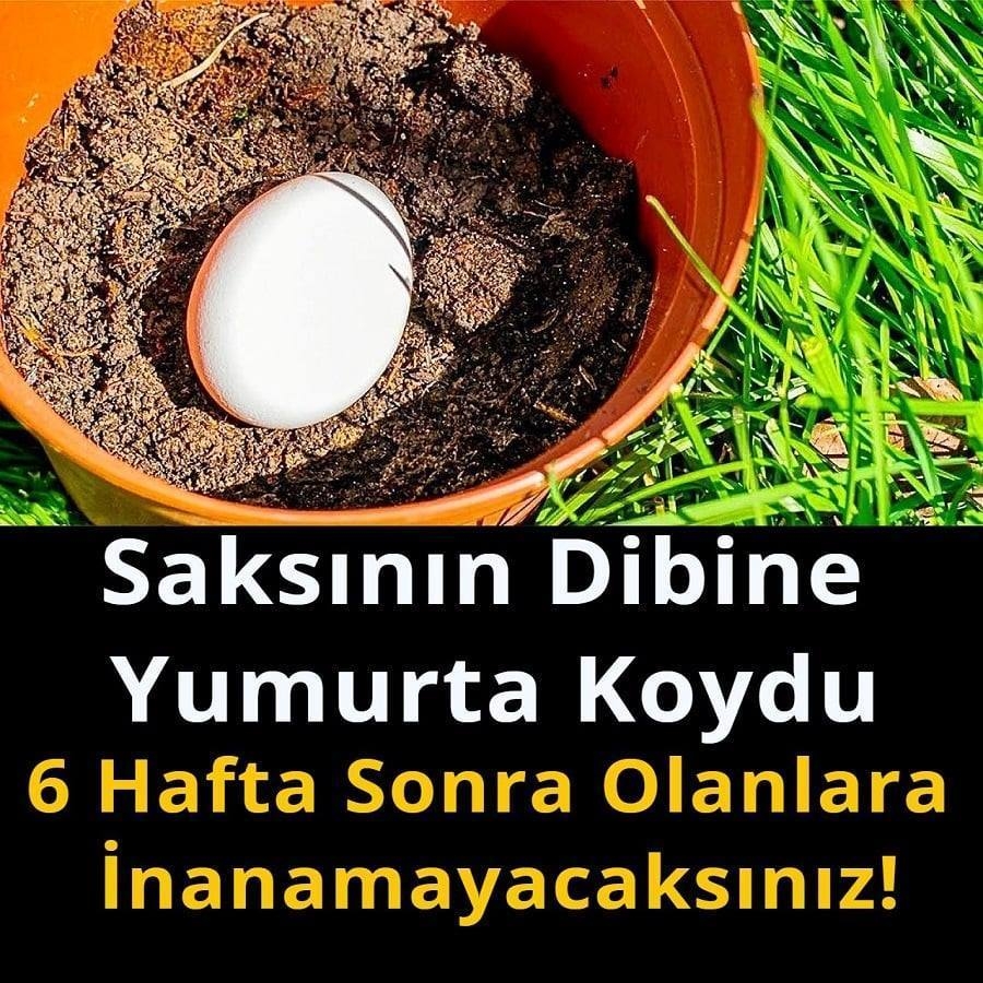 Saksının Dibine Yumurta Koydu.. galerisi resim 1