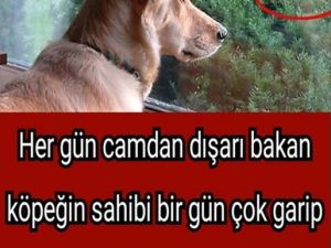 Camdan dışarı bakan köpek
