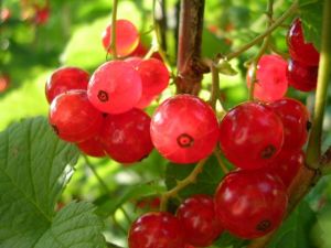 Kurt Üzümünün Faydaları