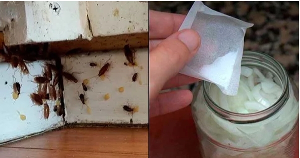 Köşelere koyun galerisi resim 3