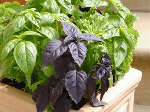 Annelerimizin cam kenarında büyüttüğü fesleğenin inanılmaz faydası